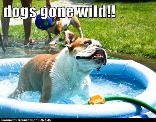 dogs gone wild!!