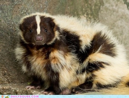 Floofy Skunk 