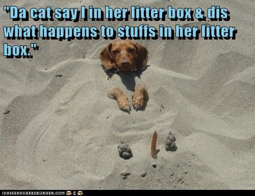 "Da cat say I in her litter box & dis what happens to stuffs in her litter box."