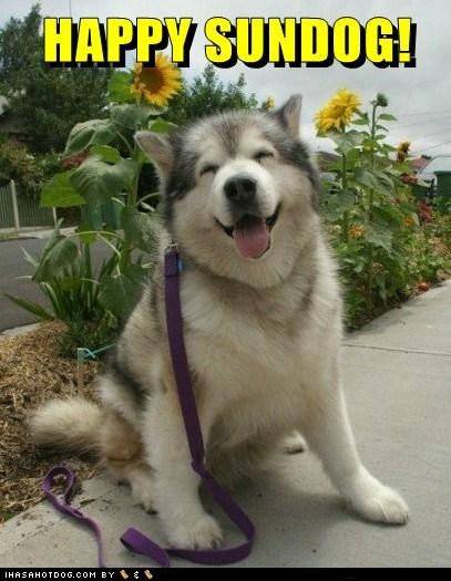 Happy Sundog! 