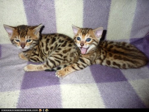 Cyoot Kittehs of teh Day: One of Us *May* Be Crazy...