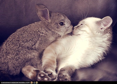 Cyoot Kitteh of teh Day: Who Are You, What Are You, and Why Are You on Me?
