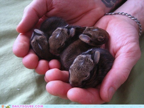 Daily Squee: Bunday: How TINY?
