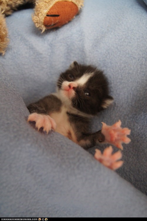 Cyoot Kitteh of teh Day: I May Be Small, But I Can Still Do Some Damage With These Bad Boys!