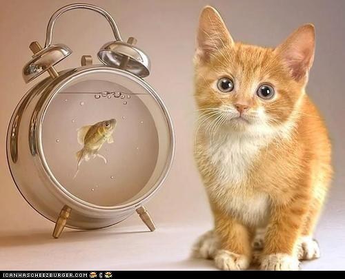 Cyoot Kitteh of teh Day: Dinner Time?