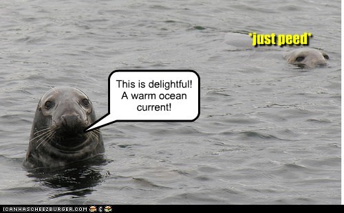 This is delightful!  A warm ocean current!