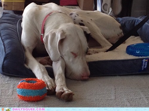 Reader Squee: Sleepy Puppy