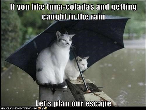 If you like tuna-coladas and getting caught in the rain  Let's plan our escape