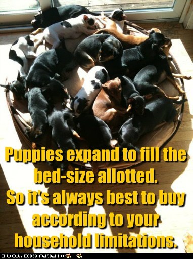 Rule #38 of Dogdom
