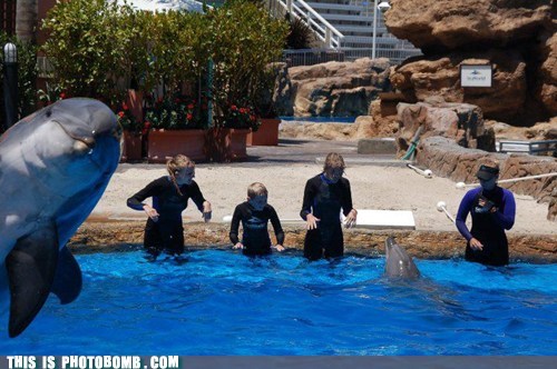 Oh, Dolphins