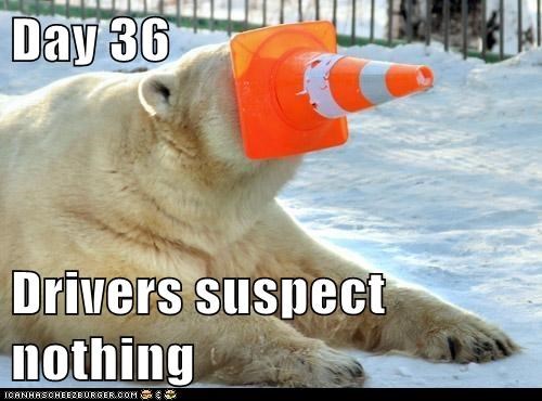 Animal Capshunz: Everything According to Plan