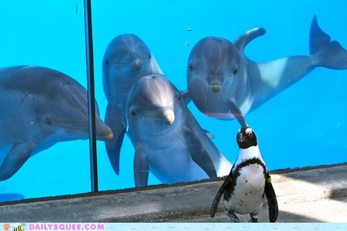 Dat Penguin! 