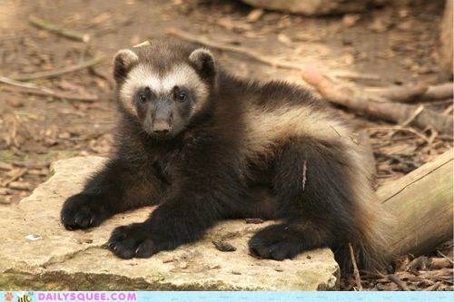 Squee Spree: Wolverine Wins! 