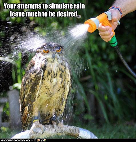 Owl Shower