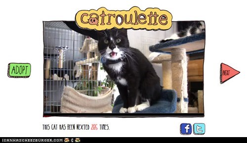 Catroulette: The Internet's Coolest Cat Adoption Site