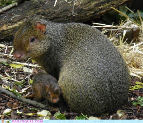 Whatsit Wednesday: Little Balls of Squee