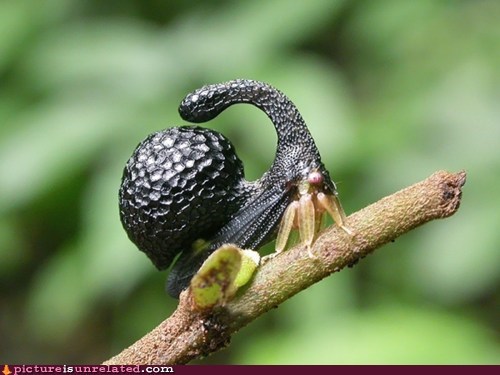 Insects Are Weird