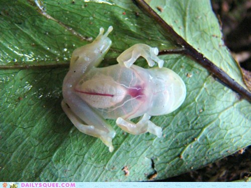 Creepicute: See-Through Frog 