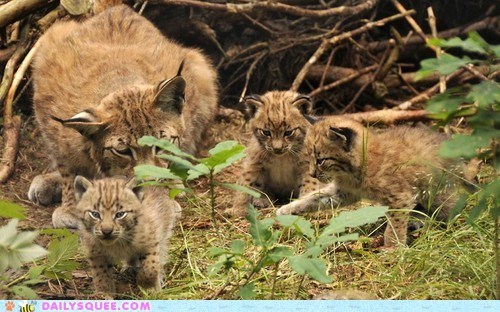 Lynx Triplets 