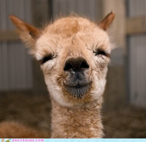 Blissful Llama 