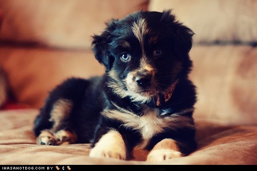Cyoot Puppy ob teh Day: Mini Aussie 