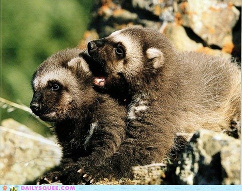 Squee Spree: Sharing Secrets