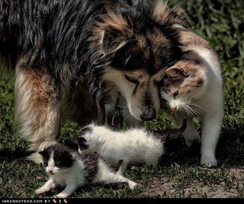 Kittehs R Owr Friends: Helping Kittens 