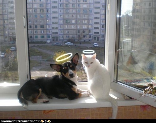Goggies R Owr Friends: We're Your Angels, and We Had Nothing to Do With That Nasty Mess in the Hallway!