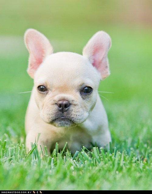 Cyoot Puppy ob teh Day: Lil Frenchie