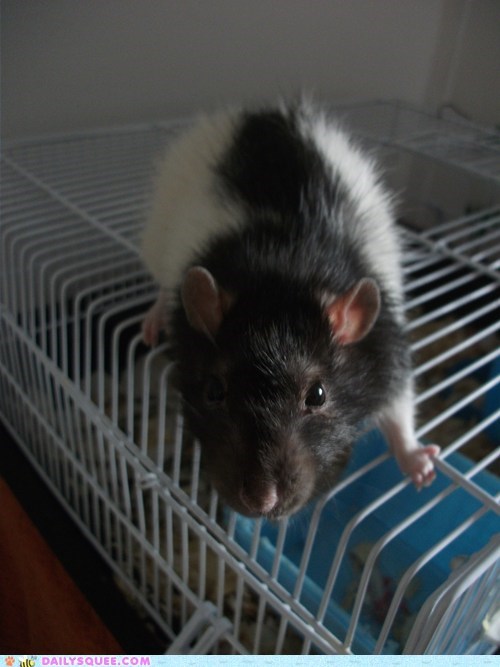 Reader Squee: Gandalf the Not-So-Gray