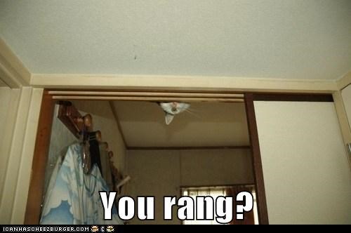 You rang?