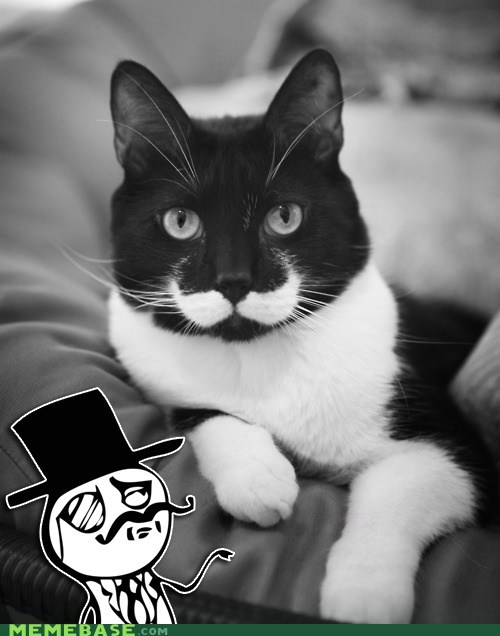 Cats off to You
