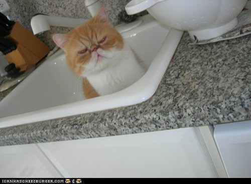 Say, I was sleeping in your sink for the majority of the day and it's a fine sink, a really fine sink.