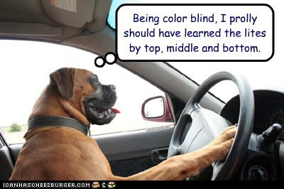 Another reason why dogs shouldn't drive...