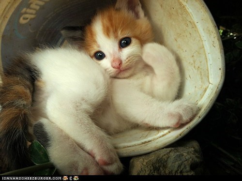 Cyoot Kitteh of teh Day: Strike a Pose