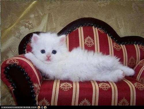 Cyoot Kitteh of teh Day: Draw Me Like One of Your French Cats