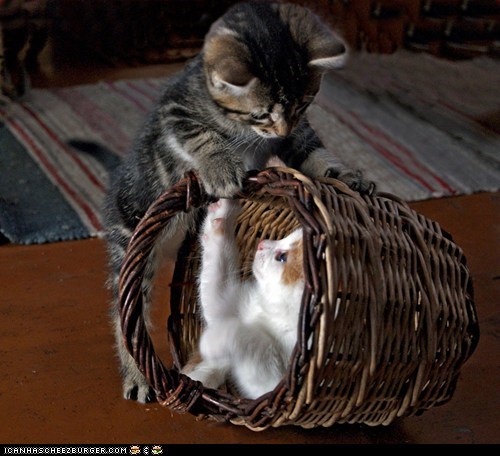 Cyoot Kittehs of teh Day: Basket Buddies