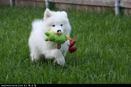 Cyoot Puppy ob teh Day: Proud Puppy 