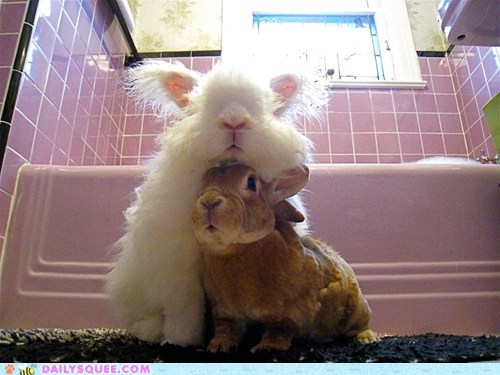 Bunday: Chin Rest 