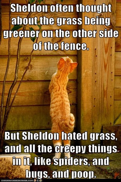Sheldon often thought about the grass being greener on the other side of the fence.  But Sheldon hated grass, and all the creepy things in it, like spiders, and bugs, and poop.