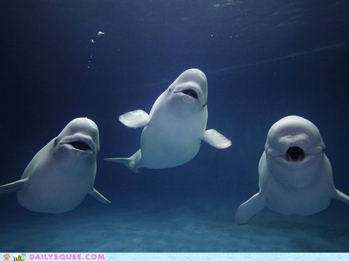 Squee Spree: Singing Belugas 