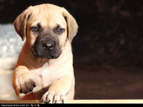 Cyoot Puppy ob teh Day: Tiny Mastiff 
