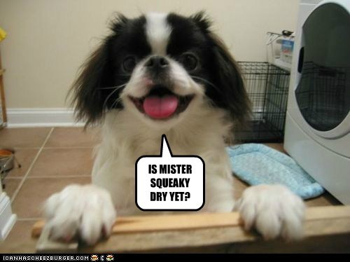 MISTER SQUEAKY