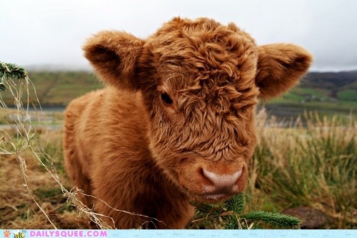 Cutest Unibrow 
