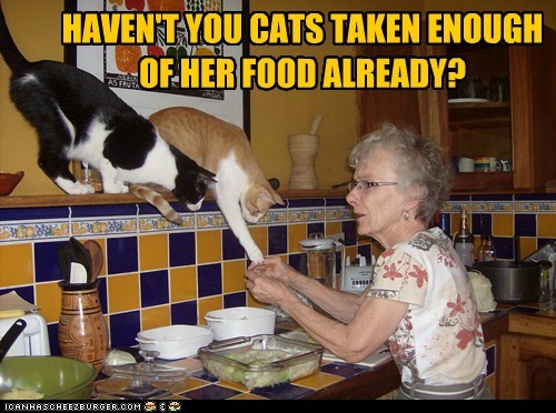 HAVEN'T YOU CATS TAKEN ENOUGH OF HER FOOD ALREADY?