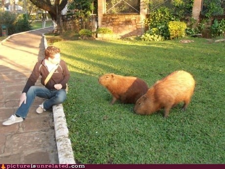 Rodents of Unusual Size
