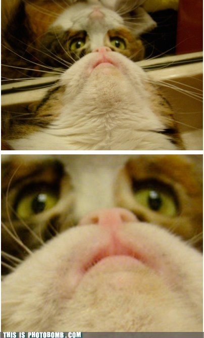 Behold, The Mighty Cat Beard