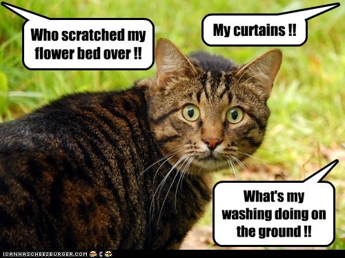 Who scratched my flower bed over !!