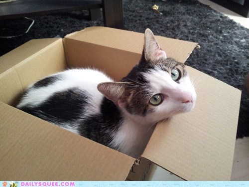 Reader Squee: This is My Box Now!
