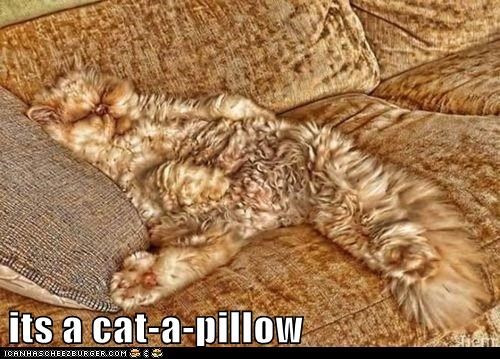 its a cat-a-pillow